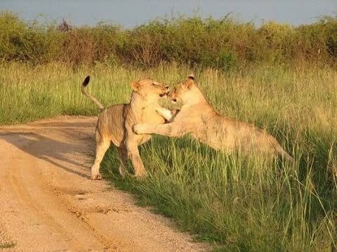 Tshukudu Big 5 Game Drive 1