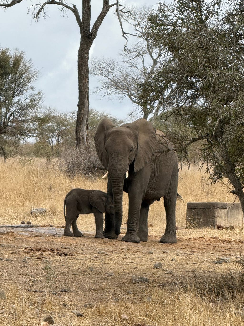 Mother and baby elephant in Kruger National Park
