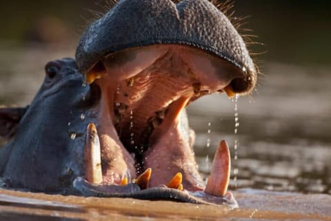 Jessica the Hippo 2