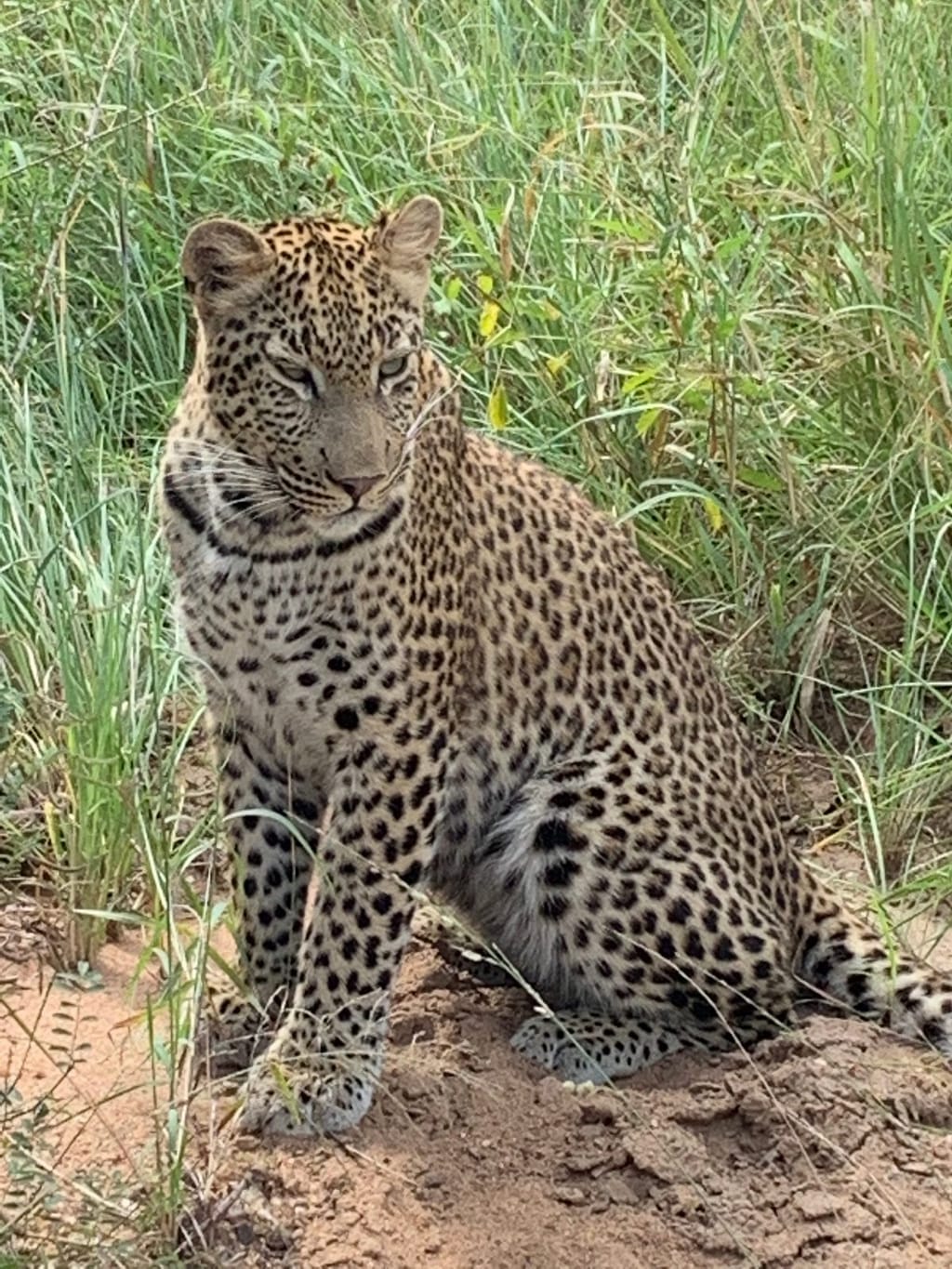 Leopard Tracking 3