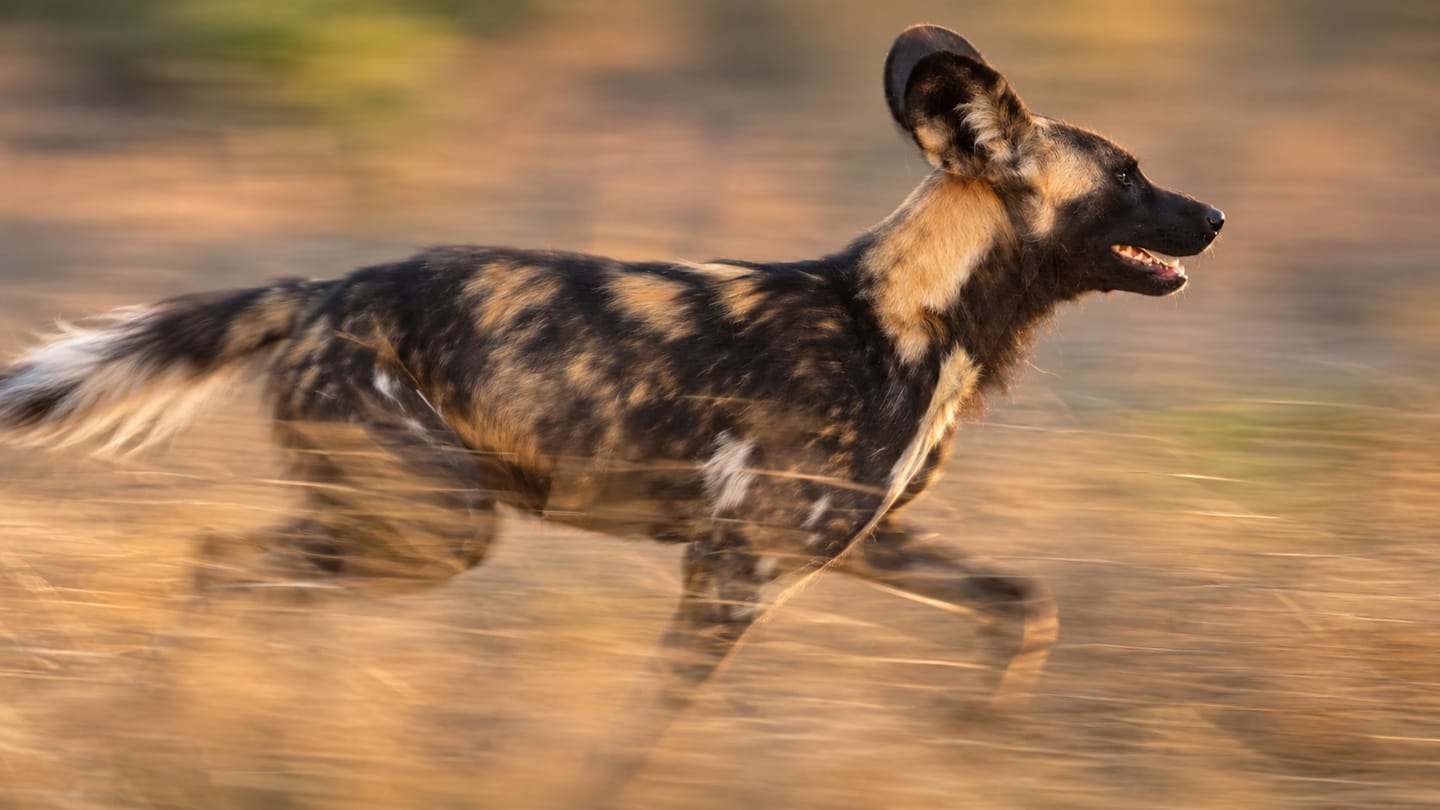 An exciting wildlife sighting during a game drive with Oase.