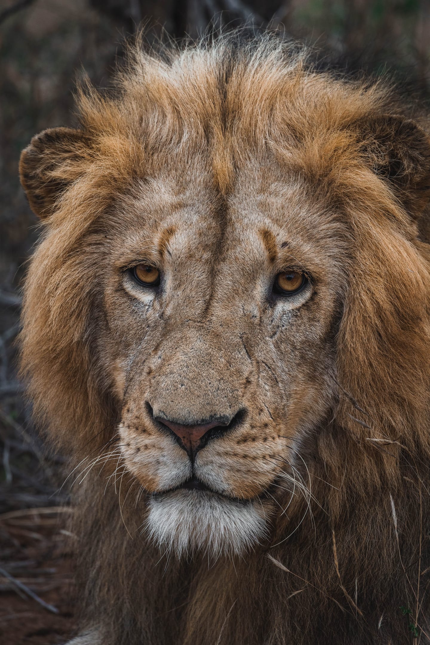An exciting game drive viewing wildlife in the African bush.