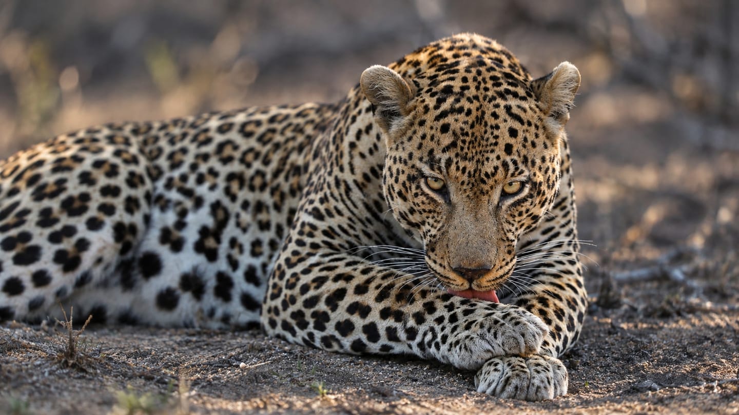 A leopard bathes in the African bush.