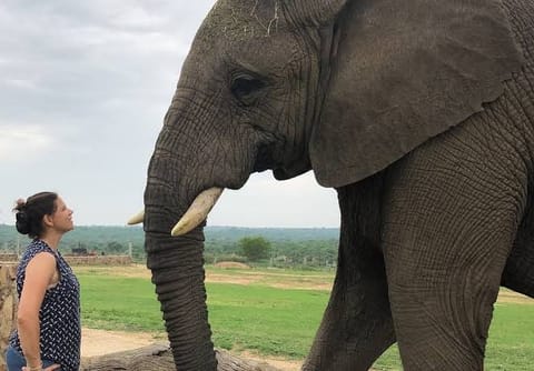 Elephant Moments 3