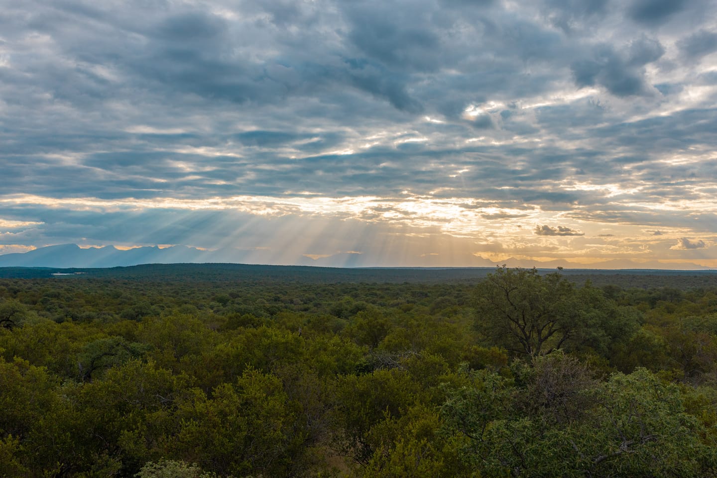 Clouds gather over the bush as the sun sets.