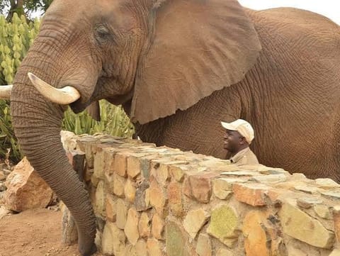 Elephant Moments 4