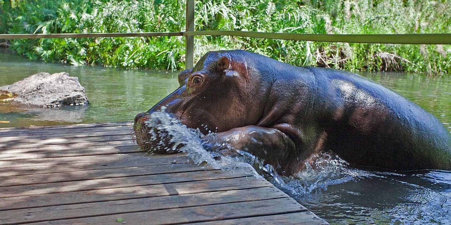 Jessica the hippo on a tour with Oase.