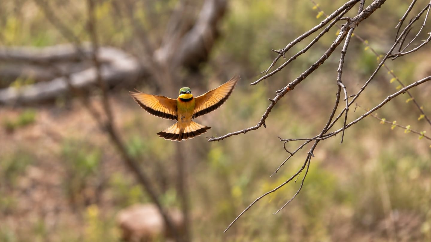 A Little Bee-eater (Merops pusillus) flying through the air.